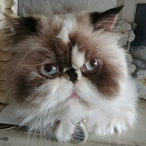 Meet your Posher, Cynthia